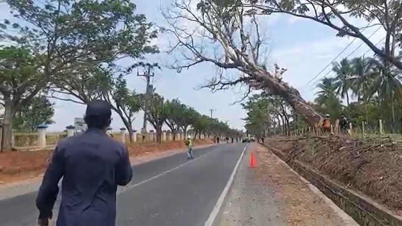 Detik-Detik Pohon Tua Dirobohkan di Tanah Laut Kalsel, Berusia Lebih dari 50 Tahun