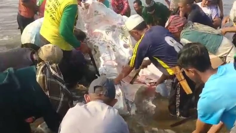 Paus Tutul 9 Meter Mati Terdampar di Cianjur Selatan, Warga Ambil Dagingnya untuk Dimakan