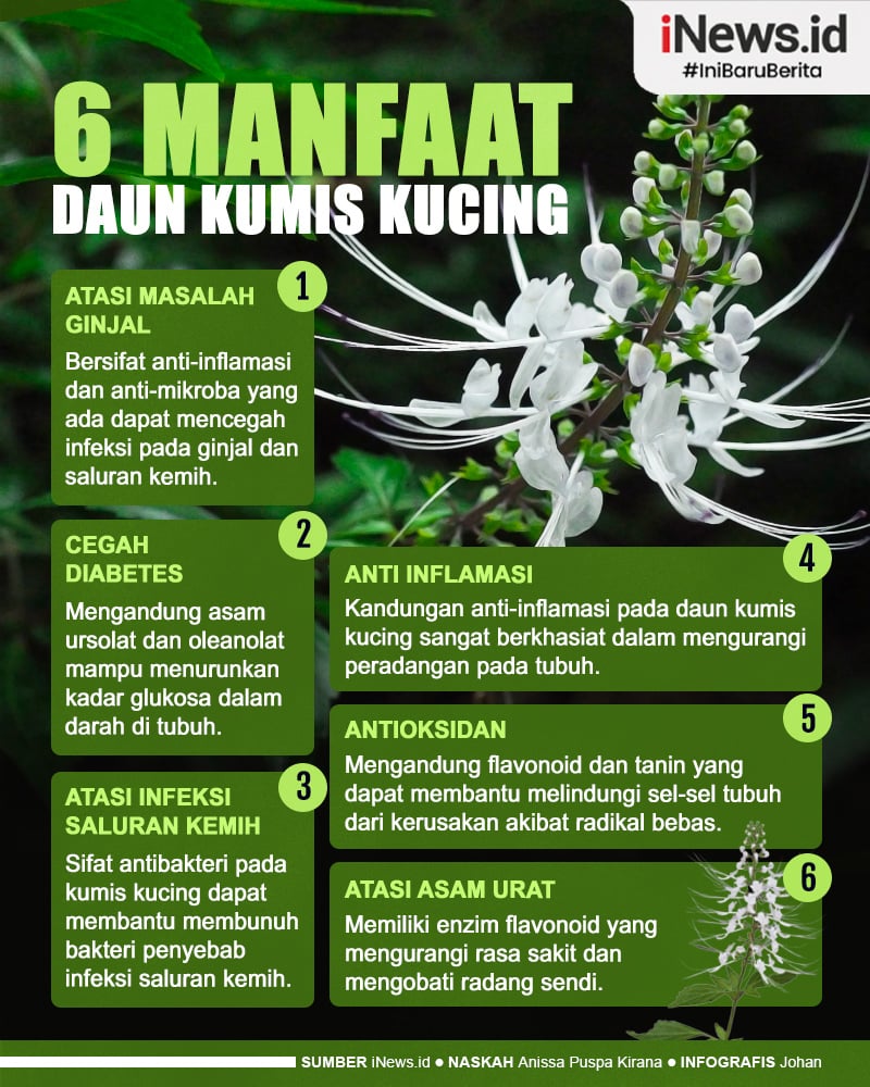 Infografis Wajib Tahu! Manfaat Daun Kumis Kucing Untuk Kesehatan