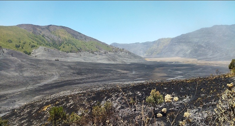 Flora dan Fauna Langka Gunung Bromo Terancam Punah akibat Kebakaran, Apa Saja?