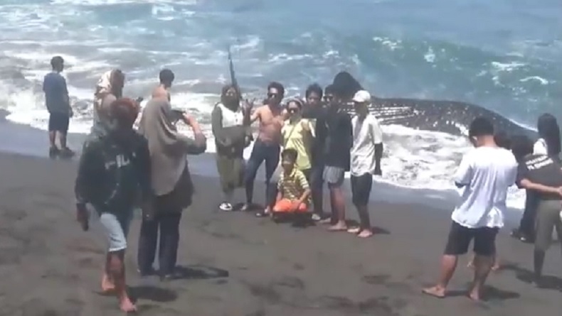 Penampakan Hiu Tutul Tersangkut Jaring Nelayan, Jadi Objek Foto Warga Jatimalang