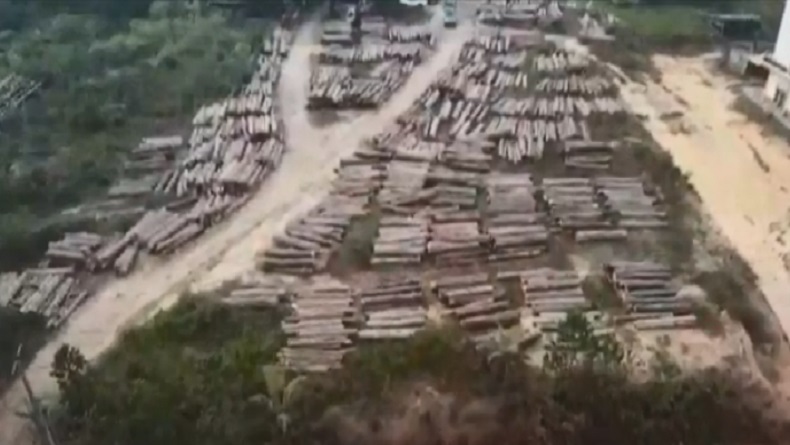 title Polda Sumsel Bongkar Kasus Illegal Logging di Musi Banyuasin, 700 Kayu Balok Diamankan Polda Sumsel Bongkar Kasus Illegal Logging di Musi Banyuasin, 700 Kayu Balok Diamankan