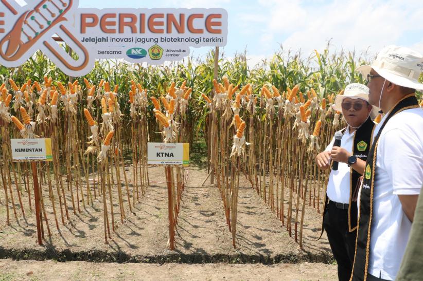 Panen Perdana Jagung Bioteknologi di Jember, Hasilnya Bikin Petani Untung Ganda
