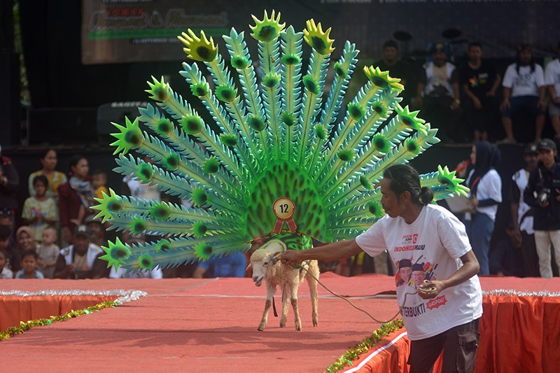Ketika Domba Ikut Fashion Show di Jember - Bagian 2