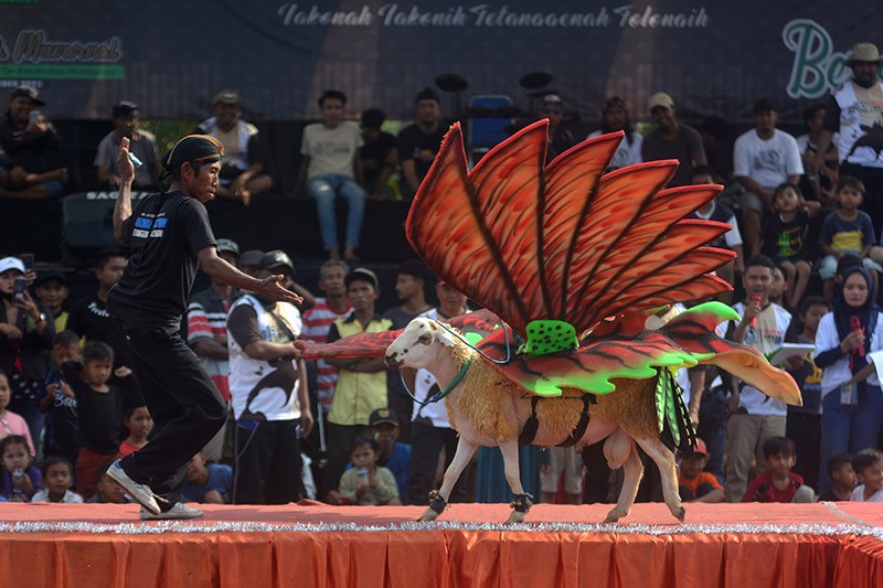 Ketika Domba Ikut Fashion Show di Jember - Bagian 1