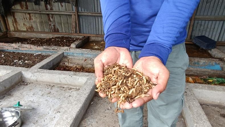 Kisah Sukses Peternak Magot di Batubara, Tekan Biaya Pakan dengan Limbah Kantin Inalum