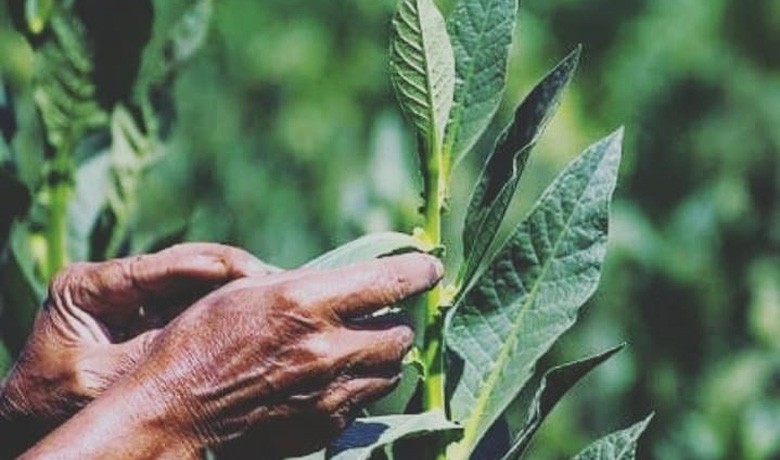 title 5 Daerah Penghasil Tembakau di Jawa Tengah, Ada Tingwe hingga Komoditas Unggulan 5 Daerah Penghasil Tembakau di Jawa Tengah, Ada Tingwe hingga Komoditas Unggulan