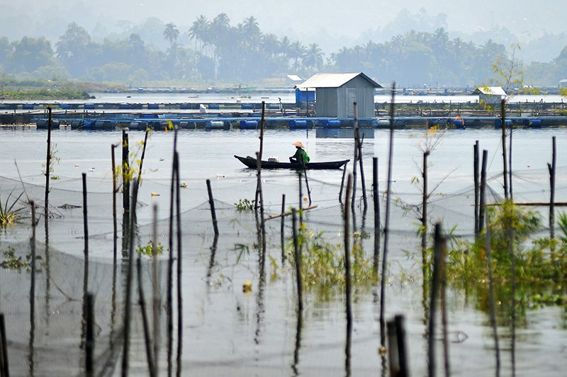 Ikan Rinuak Hewan Endemik Danau Maninjau Hilang Sejak Kematian Massal  - Bagian 2