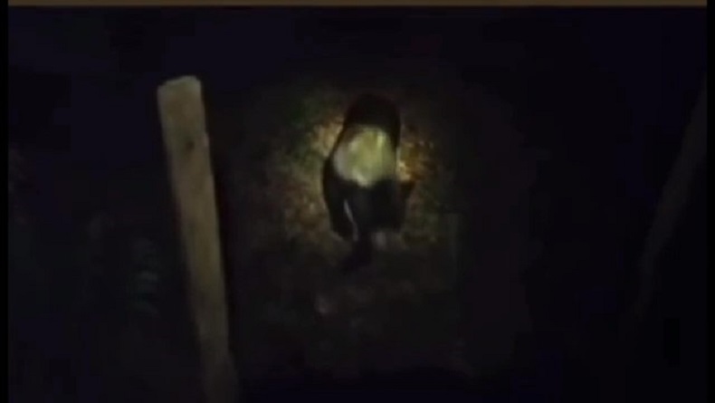 Beruang Madu Teror Warga Masoriyan Kobar, Kerap Muncul di Permukiman 