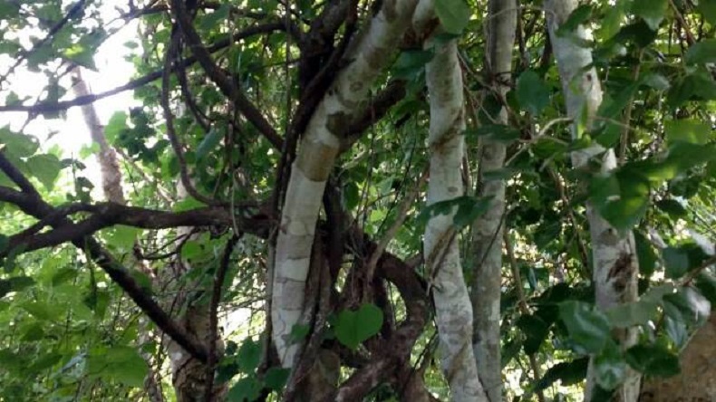 8 Manfaat Kayu Ular Papua, Bisa Atasi Diabetes hingga Risiko Penyakit Jantung 