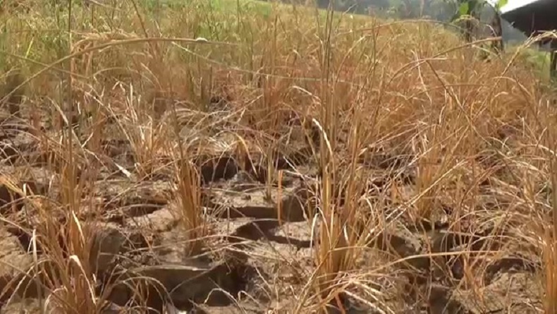 Kekeringan dan Hama Serang Persawahan di Purwakarta, Petani Terancam Puso