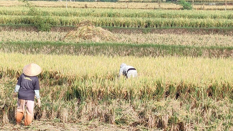 Harga Beras Melambung di Atas HET, Pasokan dan Stok di Cianjur Masih Aman 