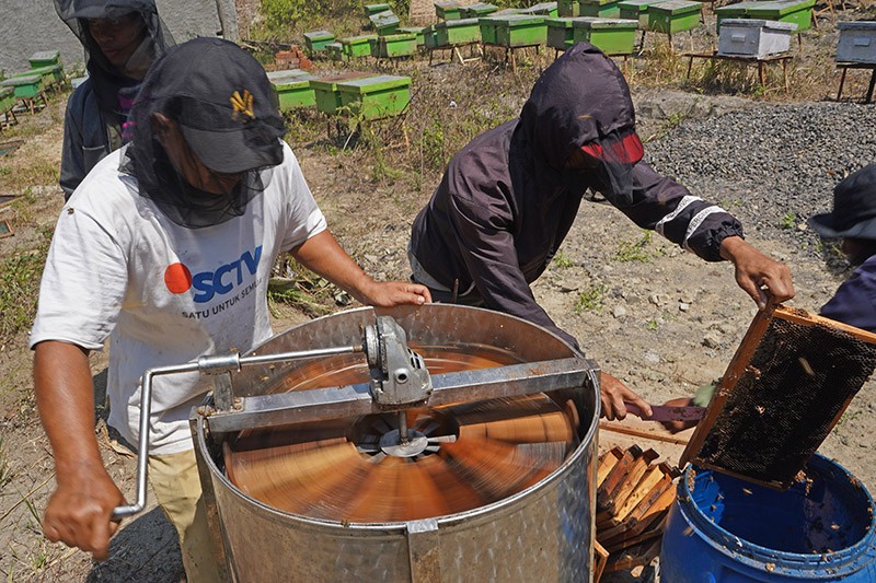 Hasil Panen Madu Bunga Kopi Melimpah saat Musim Kemarau - Bagian 2