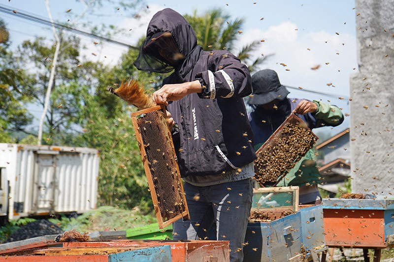 Hasil Panen Madu Bunga Kopi Melimpah saat Musim Kemarau - Bagian 1