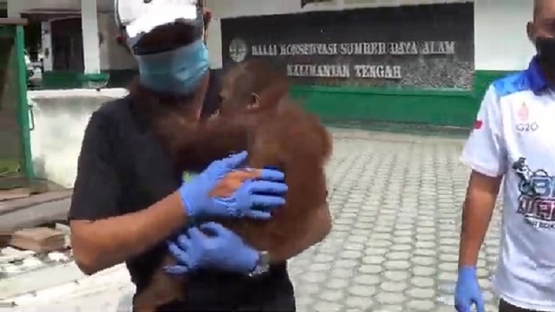 Bayi Orang Utan Kalimantan Berhasil Diselamatkan usai Diselundupkan ke Surabaya