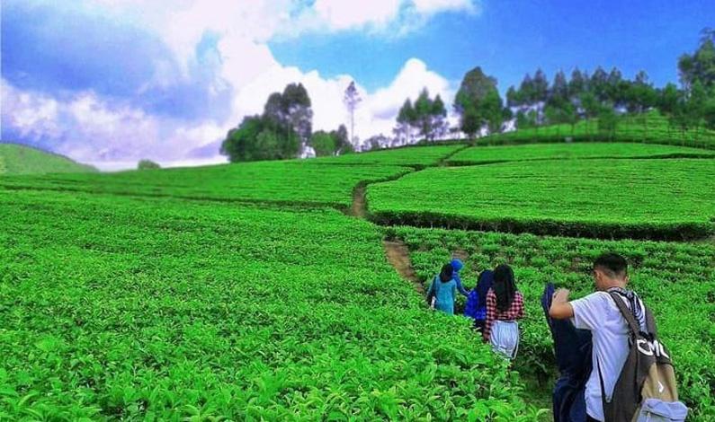 Deretan Daerah Penghasil Teh di Jawa Tengah, Tegal Tak Masuk 5 Besar