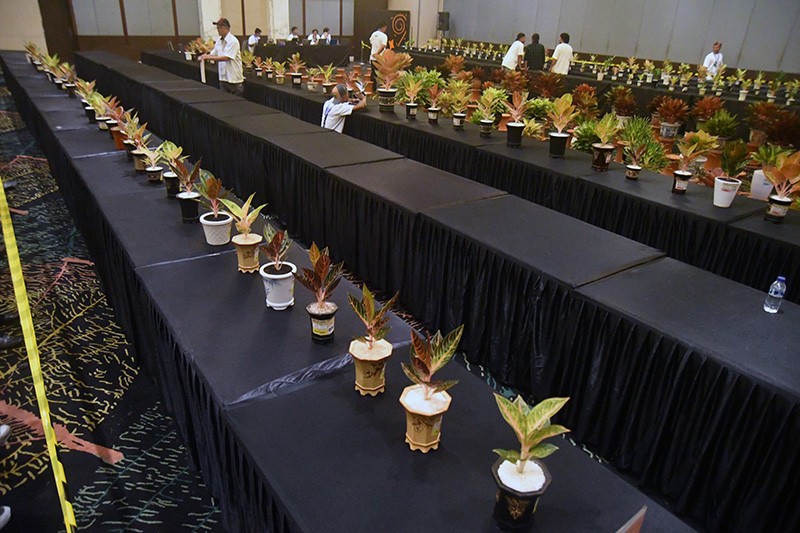 Kontes Tanaman Hias Nasional Aglaonema Nusantara - Bagian 2