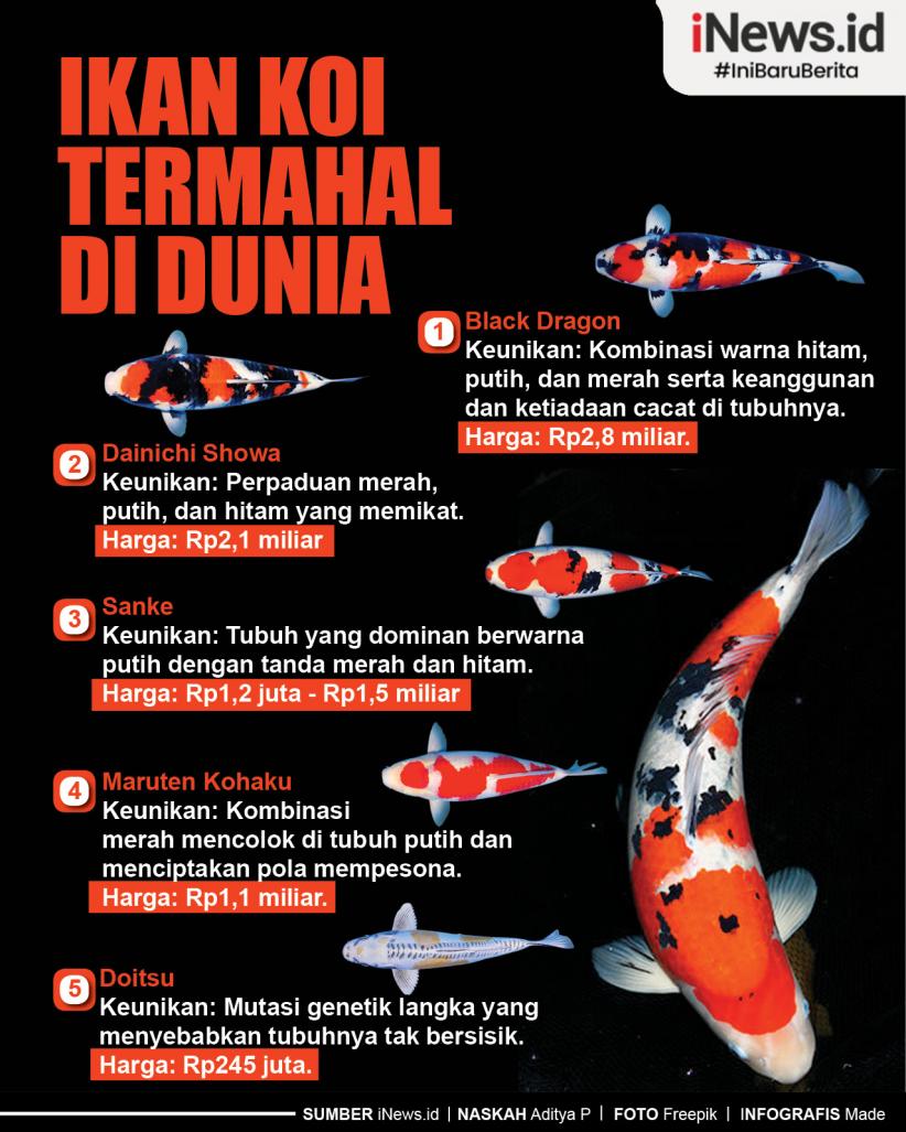 Infografis Ikan Koi Termahal di Dunia