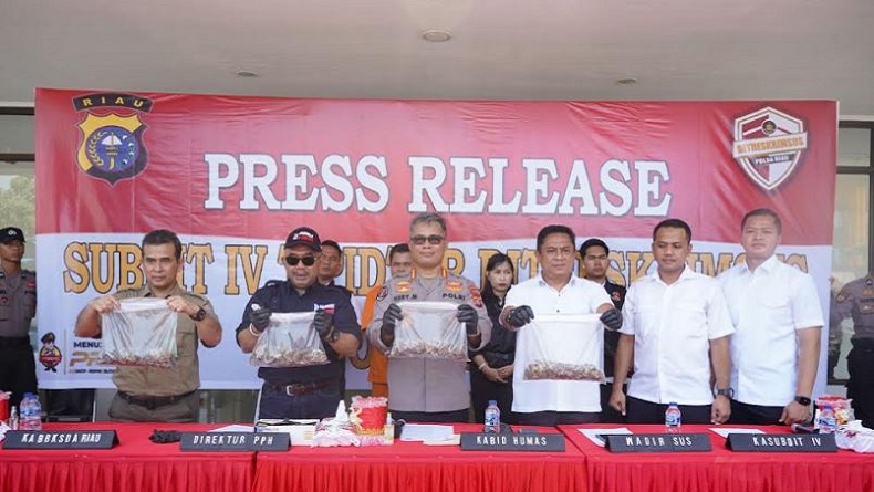 Polisi Gagalkan Penyelundupan 41 Kg Sisik Tenggiling di Riau, 1 Orang Ditangkap