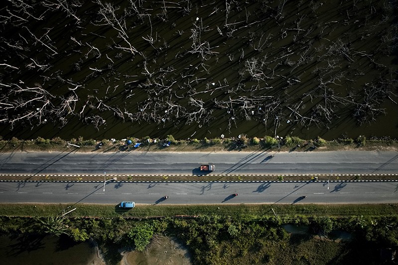 Ratusan Pohon Mangrove di Teluk Kendari Mati Bersamaan - Bagian 2