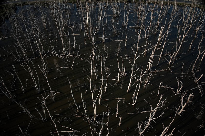 Ratusan Pohon Mangrove di Teluk Kendari Mati Bersamaan - Bagian 1