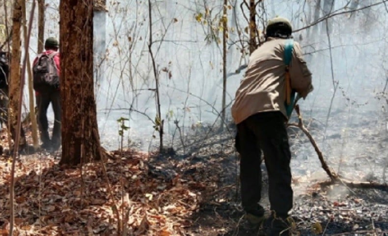 title Kebakaran Taman Nasional Baluran, Akses Wisatawan Ditutup Sementara Kebakaran Taman Nasional Baluran, Akses Wisatawan Ditutup Sementara