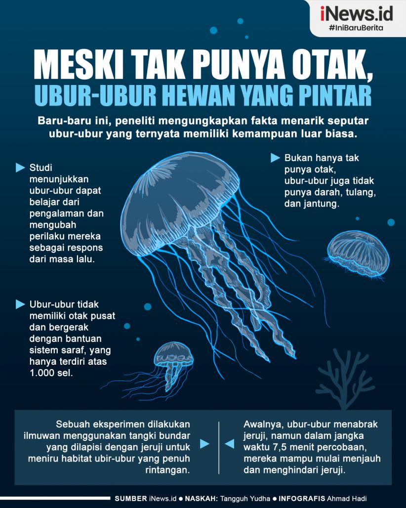 Infografis Meski Tak Punya Otak, Ubur-Ubur Hewan yang Pintar