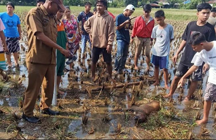 Anjing Supect Rabies Gigit 23 Warga Padang Mati Dipukul, Dinas Pertanian: Diuji Laboratorium