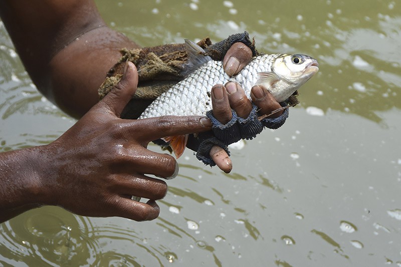 Keahlian Warga Ciamis Tangkap Ikan di Sungai Citanduy dengan Tangan Kosong - Bagian 2