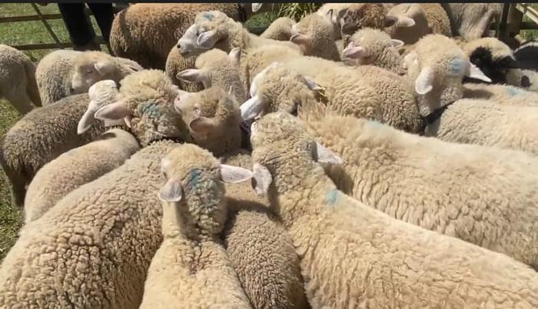 Uniknya Domba Batur dan Panen Cempe Program Upland di Dataran Tinggi Dieng, Gemuk dan Lucu 
