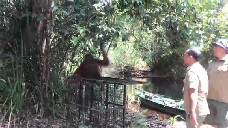 title Usai Tertangkap, Orang Utan Dilepasliarkan di Suaka Margasatwa Lamandau Kalteng Usai Tertangkap, Orang Utan Dilepasliarkan di Suaka Margasatwa Lamandau Kalteng