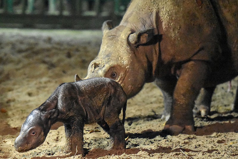 Anak Badak Sumatera Jantan Lahir di Taman Nasional Way Kambas Lampung