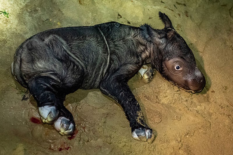 Bayi Badak Sumatera Lahir di TN Way Kambas Berjenis Kelamin Betina - Bagian 2