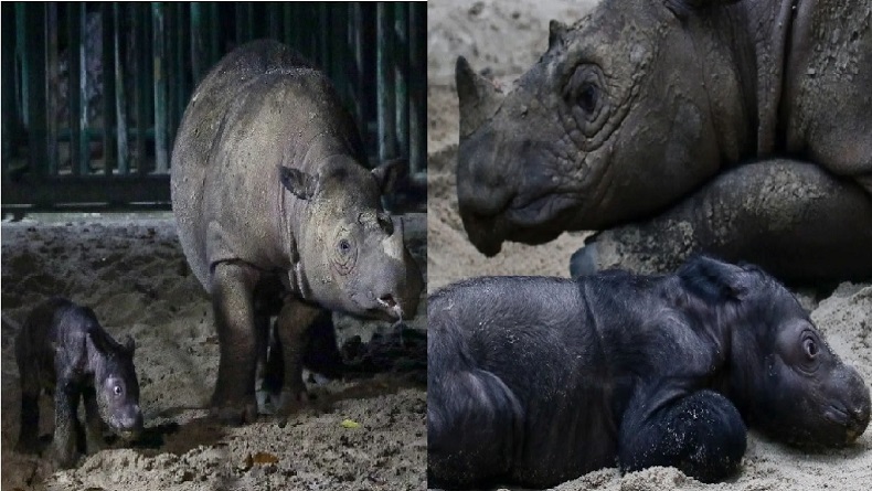 title Ratu Badak Sumatera Lahirkan Anak Ketiga di Taman Nasional Way Kambas Ratu Badak Sumatera Lahirkan Anak Ketiga di Taman Nasional Way Kambas