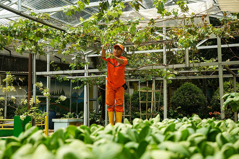 Petugas PPSU Manfaatkan Lahan Kosong Jakarta untuk Berkebun - Bagian 2