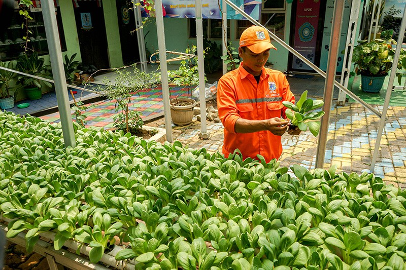 Petugas PPSU Manfaatkan Lahan Kosong Jakarta untuk Berkebun - Bagian 3