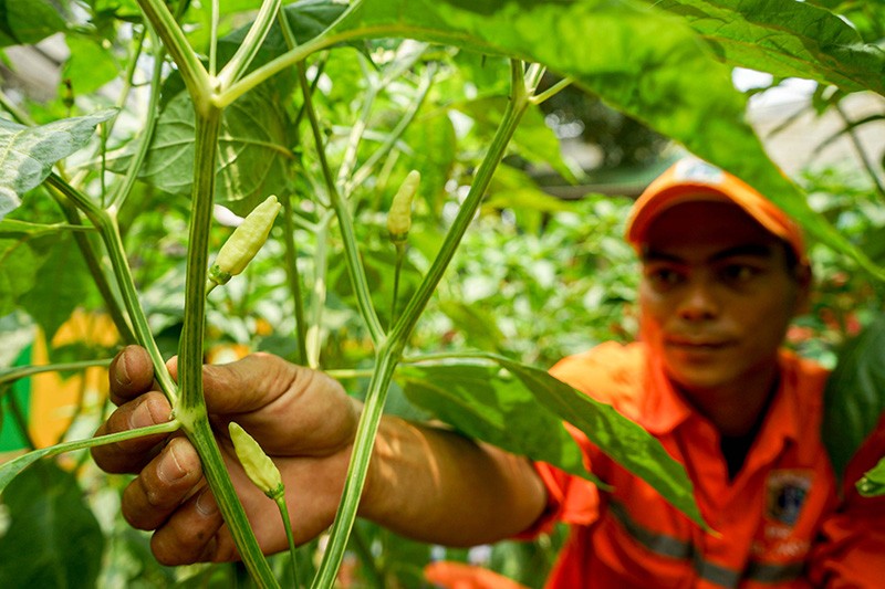 Petugas PPSU Manfaatkan Lahan Kosong Jakarta untuk Berkebun - Bagian 1