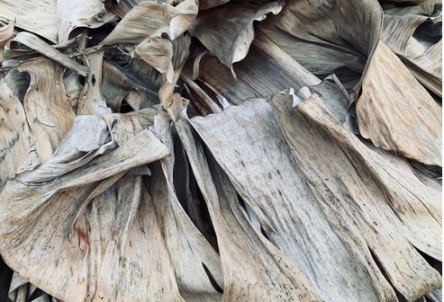 Pasutri di Pasuruan Raup Cuan Sulap Daun Pisang Kering jadi Pewarna Brownies