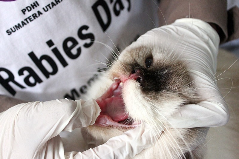 45 Ribu Dosis Vaksin Rabies Gratis Disediakan di Sumatera Utara - Bagian 2
