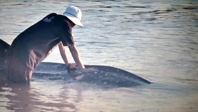 Hiu Tutul 6 Meter Mati Tersangkut Jaring Nelayan di Jepara