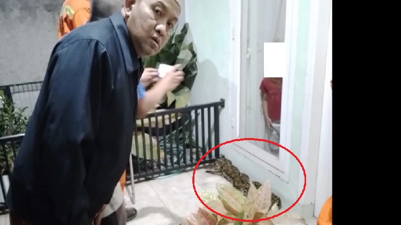Heboh Ular Sanca Batik Masuk Rumah dan Lilit Pot Bunga di Cimahi