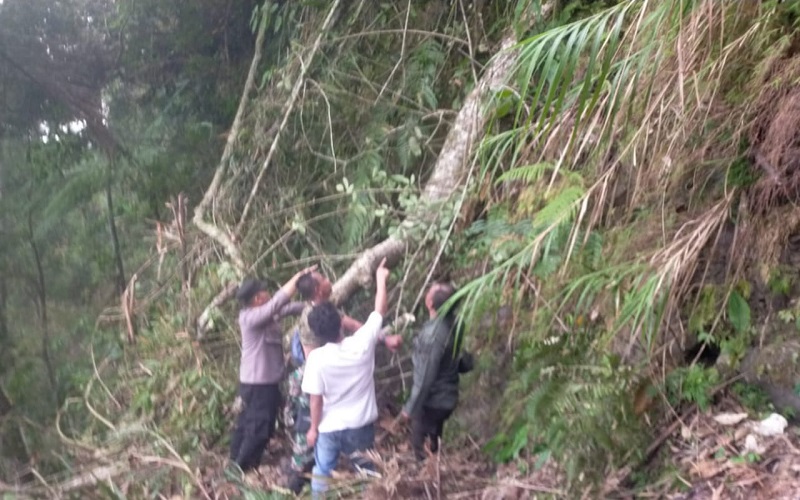 4 Warga Garut Tewas dan 1 Orang Luka Berat Tertimpa Pohon Tumbang di Hutan Lindung Peundeuy