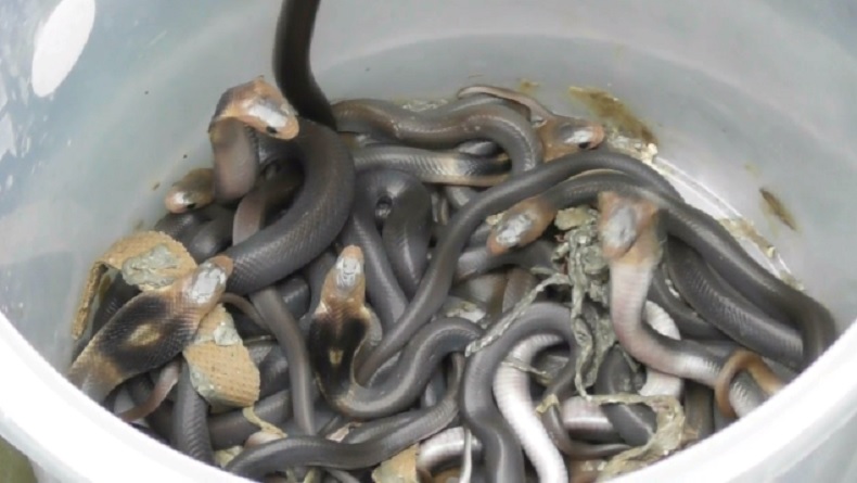 Warga Cisoka Kaget saat Angkat Lantai Teras Rumah Ada Puluhan Anak Kobra Beserta Induknya