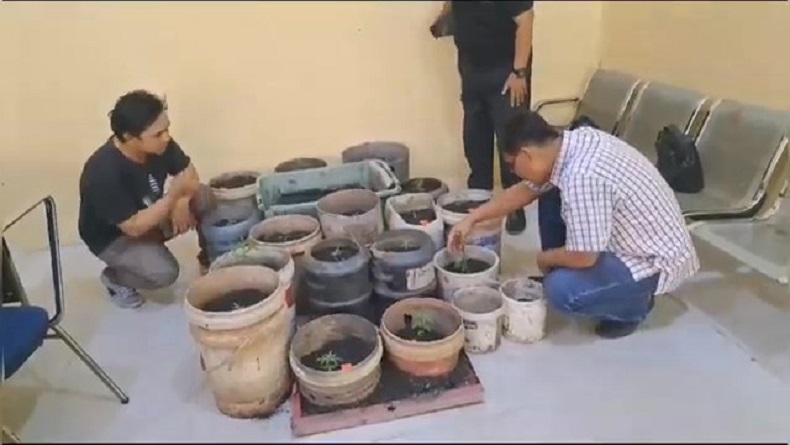 title Pria di Kubu Raya Tanam 24 Pohon Ganja di Pot, Tak Berkutik saat Digerebek Polisi Pria di Kubu Raya Tanam 24 Pohon Ganja di Pot, Tak Berkutik saat Digerebek Polisi