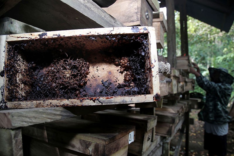 Produksi Madu Trigona Turun saat Musim Kemarau - Bagian 1