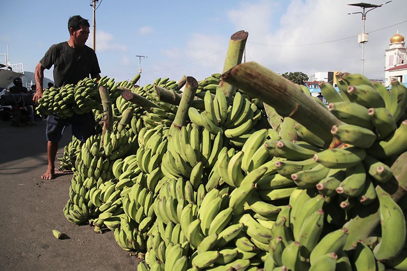 Indonesia Punya 300 Jenis Pisang Lokal - Bagian 2