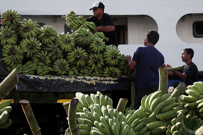 Indonesia Punya 300 Jenis Pisang Lokal - Bagian 1