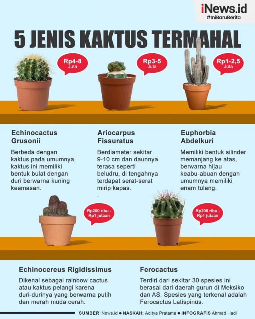 Infografis Daftar 5 Jenis Kaktus Termahal