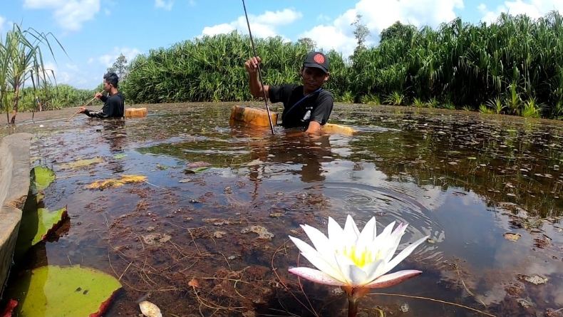 Musim Kemarau, Masyarakat Belitung Timur Gelar Tradisi Nirok