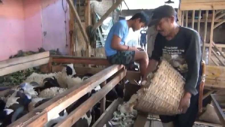 Siasati Sulitnya Rumput Hijau, Peternak Domba KBB Oplos Pakan dengan Pelepah Pisang